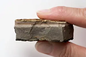 K T Boundary Prints: GEOLOGY: K-T boundary Sample of the K-T boundary claystone from the Sussex locality