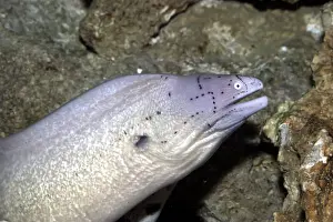 Eels Prints: Geometric Moray Eel Distribution: West Indian ocean and the Red Sea