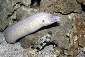 Images Dated 25th October 2003: Geometric Moray Eel and Floral Moray Eel (Echidna)
