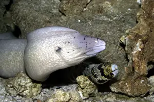 Eels Prints: Geometric Moray Eel (Gymnothorax griseus) and Floral Moray Eel (Echidna sp. )
