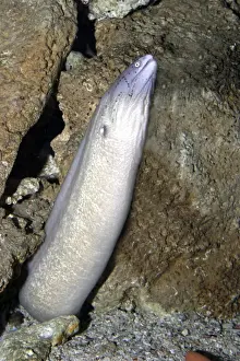Eels Prints: Geometric Moray Eel - rearing from nest hole in rocks. South Africa. Africa