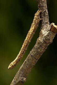 Images Dated 31st August 2009: Geometrid Moth Larva / Inchworm / Cankerworm-looper / Measuring Worm - on twig - Oregon - USA