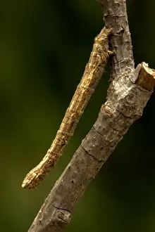 Geometrid Moth Larva / Inchworm / Cankerworm-looper / Measuring Worm - on twig - Oregon - USA