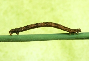 Images Dated 30th September 2004: Geometrid Moth / Looper Caterpillar (Sequence 1693-1698) UK Fam:Geometridae