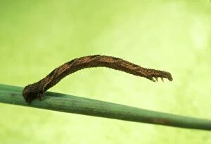 Images Dated 28th September 2004: Geometrid Moth / Looper Caterpillar (Sequence 1693-1698). UK. Fam: Geometridae