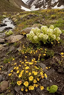 Caucasus Prints: Georgian Butterbur - with Common Coltsfoot in the Great Caucasus, Georgia