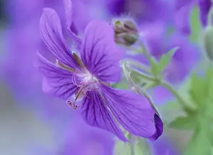 Sympathy Prints: Geranium detail of blossom Baden-Wuerttemberg, Germany