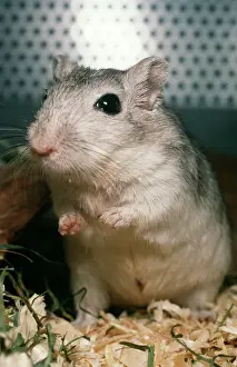 Captivity Prints: Gerbil