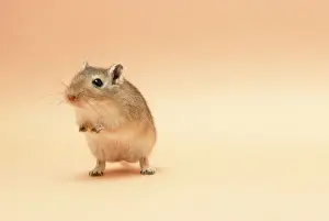 Gerbil