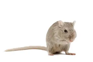 Gerbil - in studio