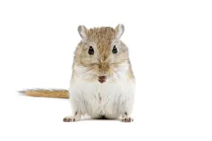 Gerbil - in studio