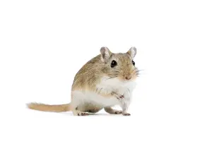 Gerbil - in studio