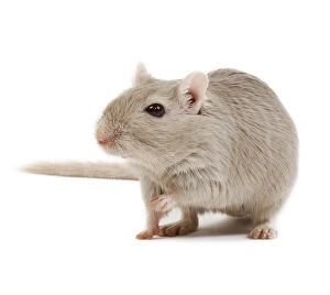 Small Pets Collection: Gerbil - in studio