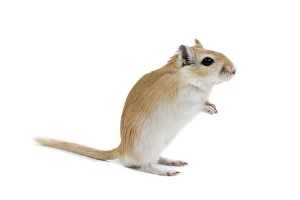 Small Pets Collection: Gerbil - in studio