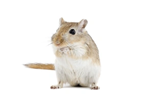 Small Pets Collection: Gerbil - in studio