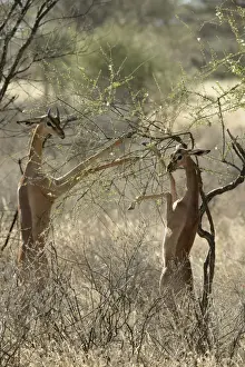 Gerenuks Prints: Gerenuk - two feeding. Samburu National Park - Kenya - Africa