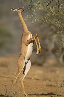 Antelopes Prints: Gerenuk - female standing on hind legs to feed - Samburu National Reserve - Kenya JFL01332