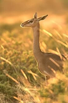 Images Dated 11th August 2004: Gerenuk - in grass, sunlit. Samburu National Park - Kenya - Africa
