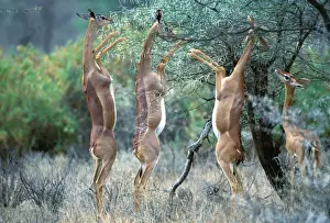 Gerenuks Prints: Gerenuk Group, feeding Samburu, Kenya