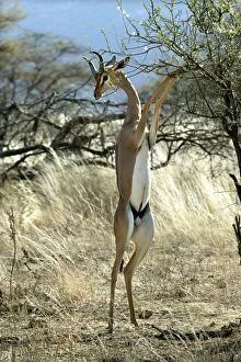 Gerenuk - on hind legs feeding