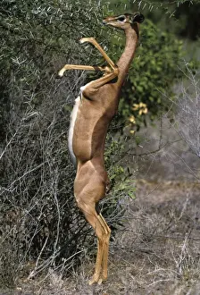 Gerenuk - on hind legs feeding. Samburu National Park - Kenya - Africa
