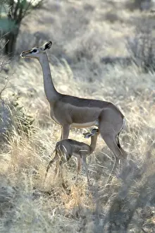 Gerenuks Prints: Gerenuk - mother with baby suckling. Samburu National Park - Kenya - Africa