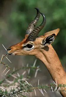 Gerenuks Prints: Gerenuk Samburu, Kenya