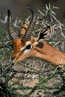 Gerenuk Samburu, Kenya