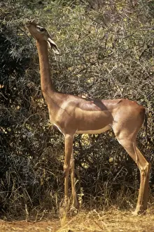 Gerenuks Prints: Gerenuk Samburu, Kenya, Africa