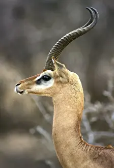 Gerenuk. Samburu National Park - Kenya - Africa