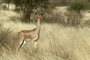 Gerenuk. Samburu National Park - Kenya - Africa