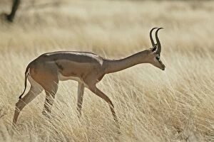 Images Dated 15th August 2004: Gerenuk. Samburu National Park - Kenya - Africa