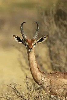 Gerenuk. Samburu National Park - Kenya - Africa