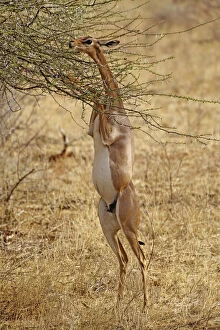 Gerenuk standing on hind legs browsing
