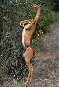 Agility Prints: Gerenuk Standing on hind legs, feeding Samburu, Kenya, Africa