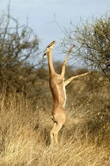 Images Dated 11th August 2004: Gerenuk - standing on hind legs to reach branches to eat. Samburu National Park - Kenya - Africa