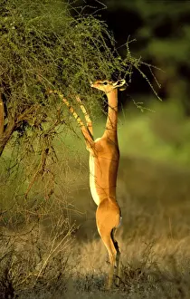 Gerenuks Prints: Gerenuk - standing to reach vegetation - Samburu National Reserve - Kenya JFL14746