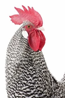 German Cuckoo Chicken Cockerel / Rooster