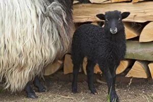 Images Dated 16th April 2011: German Grey Heath - ewe and lamb in spring