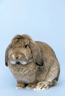 Rabbit Prints: German Lop Rabbit JD 15434 © John Daniels / ARDEA LONDON