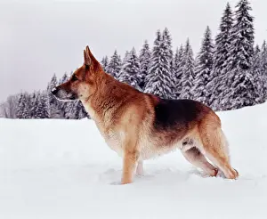 German Shepard Dog / Alsation JPF 782 Standing in snow © Jean-Paul Ferrero / ARDEA LONDON