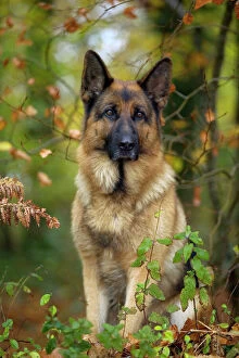German Shepherd / Alsatian DOG