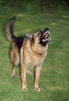 German Shepherd / Alsatian Dog - aggressive