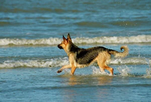 German Shepherd / Alsatian Dog on the beach, playing in the waves