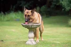 Drinking Prints: German Shepherd / Alsatian Dog - drinking from bird bath
