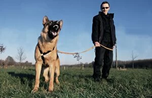 Exercising Gallery: German Shepherd / Alsatian Dog with man barking in meadow