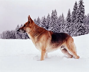 German Shepherd / Alsatian DOG - standing deep snow