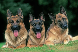 Lines Collection: German Shepherd / Alsatian Dogs - Three lying down together