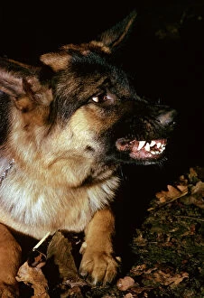 German Shepherd / Alsatian - Snarling showing severe aggression with teeth showing