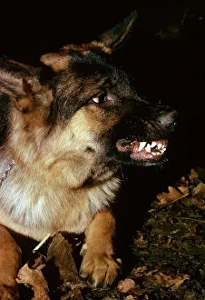Angry Prints: German Shepherd / Alsatian - Snarling showing severe aggression with teeth shwowing JPF53070